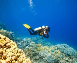 Reasons To Scuba Dive