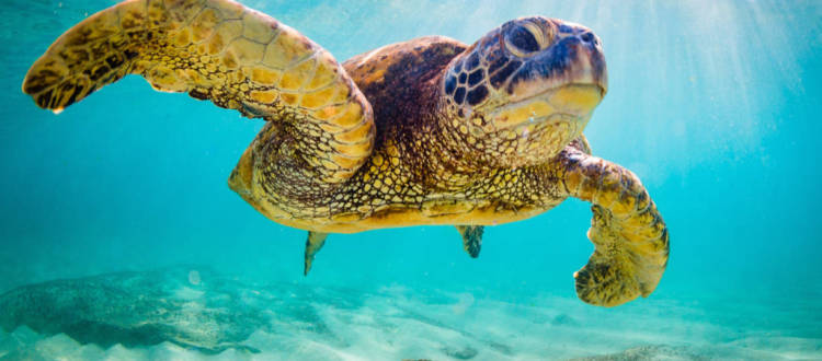 The Best Sea Diving Trips in the Pacific