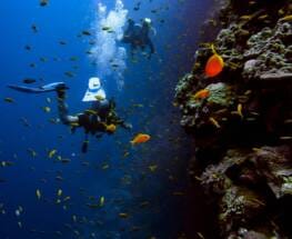 man in black wet suit diving on water with school of fish