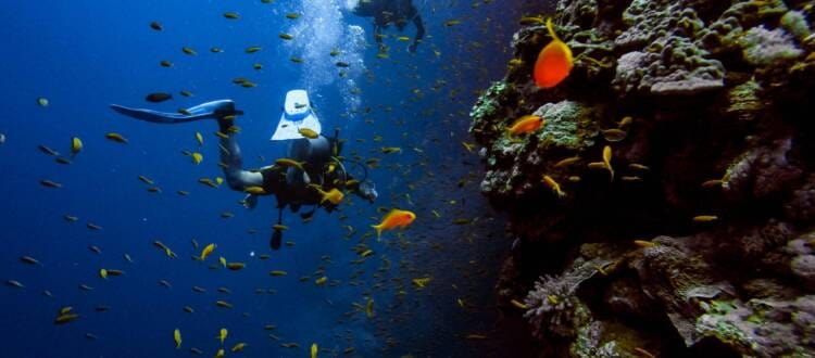man in black wet suit diving on water with school of fish