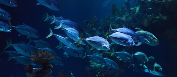 new jersey scuba, scuba diving in NJ