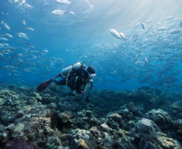padi scuba diving