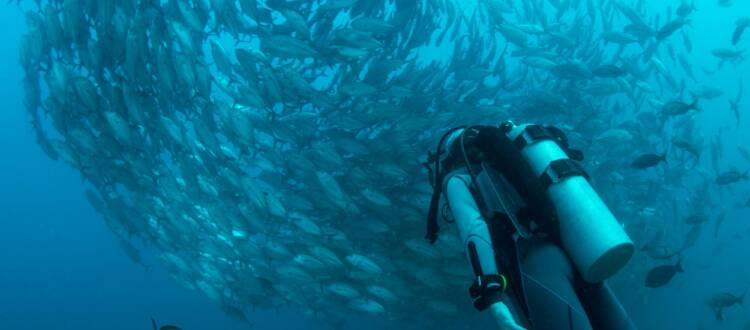 scuba diving refresher course