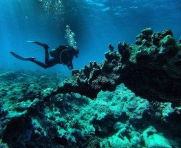 The Truth Behind Common Scuba Diving Myths