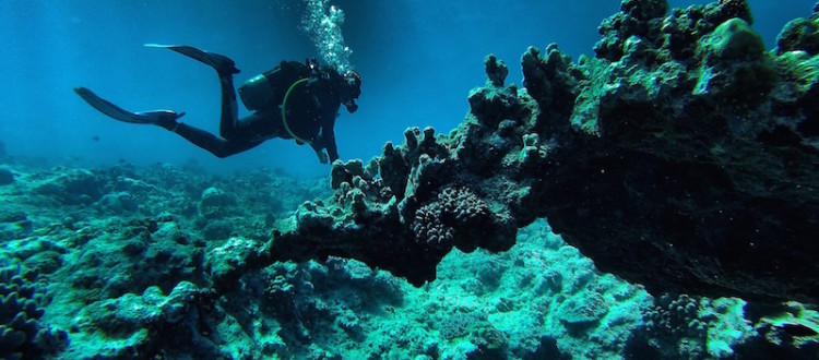 The Truth Behind Common Scuba Diving Myths